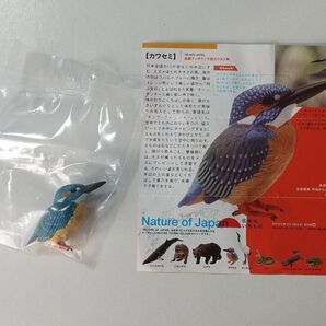 NATURE OF JAPAN 日本のいきもの カワセミ