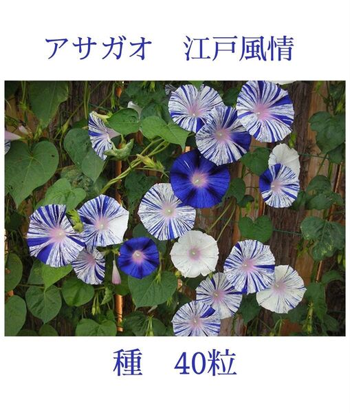 あさがお 江戸風情 種 40粒