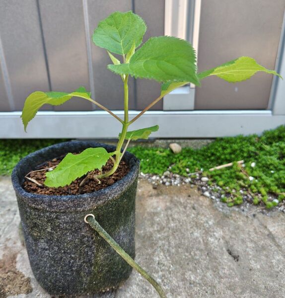 アナベル 白 西洋紫陽花 アジサイ あじさい 抜き苗⑦