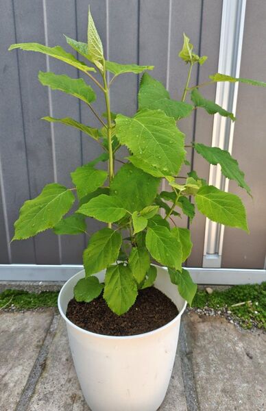 アナベル 白 西洋紫陽花 アジサイ あじさい 落葉樹 抜き苗 宅急便にて発送⑨