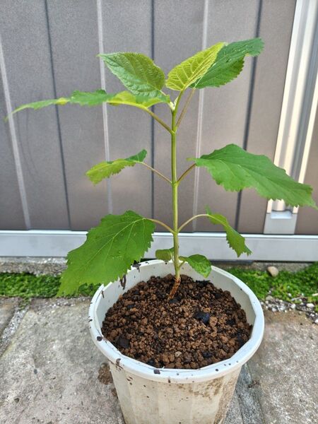 アナベル 白 西洋紫陽花 アジサイ あじさい 抜き苗⑥