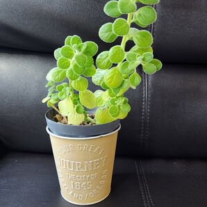 アロマティカス 抜き苗 3本セット多肉植物 観葉植物