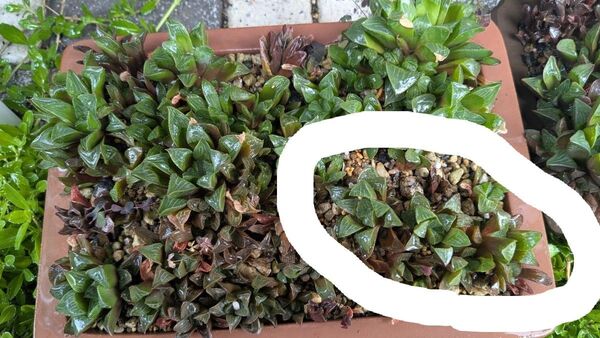 多肉植物 ハオルチア パルバ 抜き苗 3個