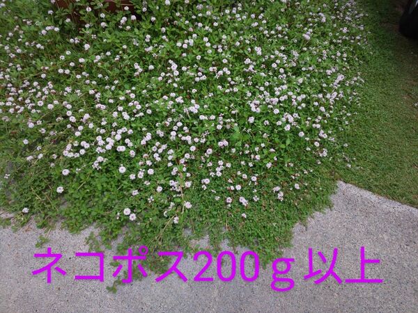 ヒメイワダレソウ 根付きカット苗 ネコポス 外装込み200g以上×5個