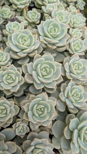 多肉植物 白牡丹 4カット