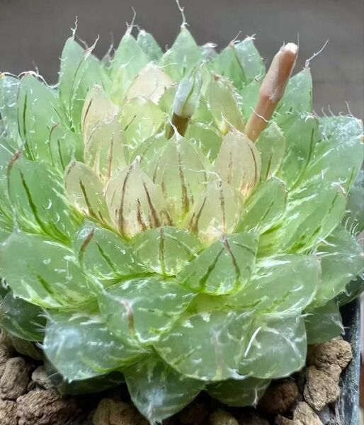 多肉植物 ハオルチア 翠雲 変異型エメラルドLED 糊斑