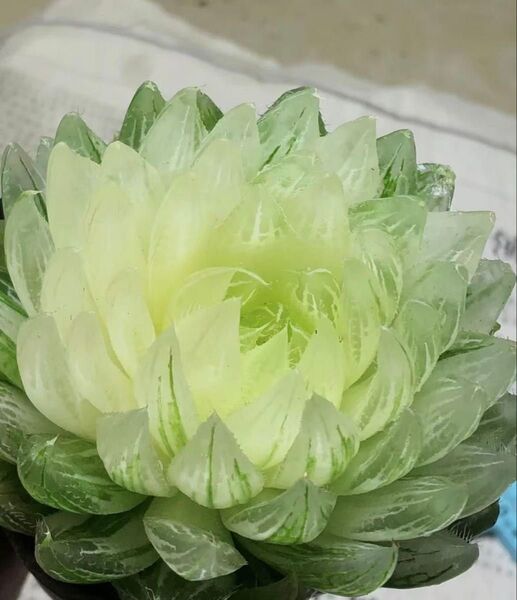 多肉植物 ハオルチア 姫桜錦 桜水晶錦変異 糊斑 親株