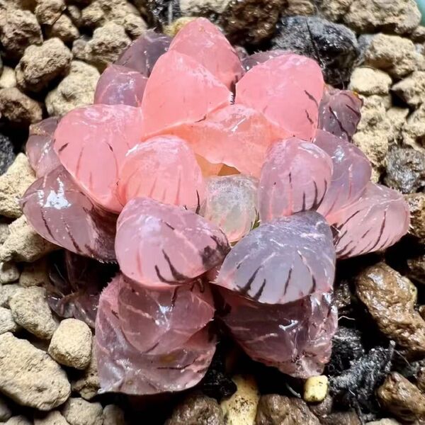 多肉植物 OB-1 ハオルチア 鮮明錦