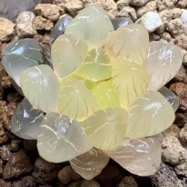 多肉植物 ハオルチア 姫オブツーサ錦 鮮明錦 透明窓 糊斑 自家繁殖