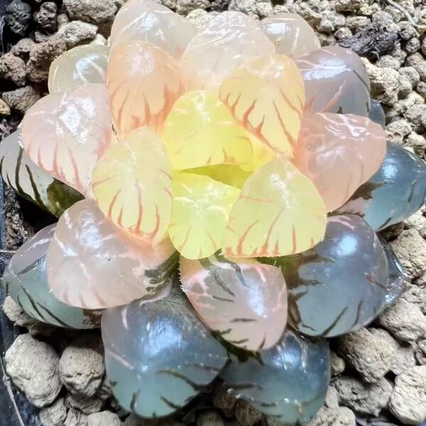 ハオルチア 多肉植物 ドドソン紫オブツーサ錦 糊斑 超美品 特選品 大窓