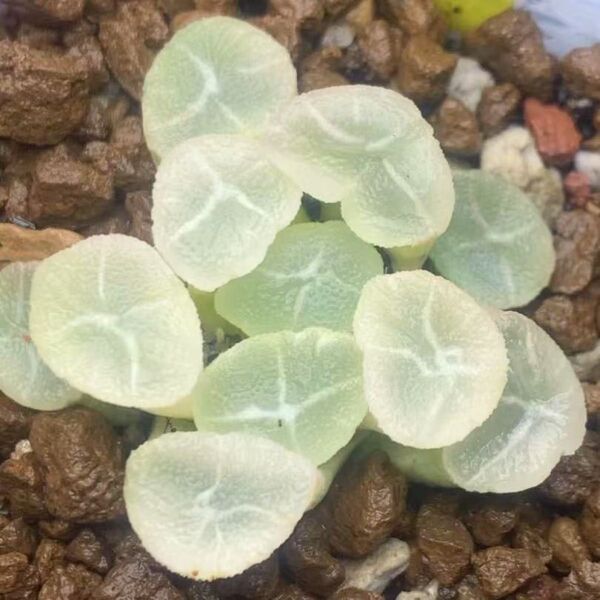 多肉植物 ハオルチア 白月錦 糊斑 自家繁殖