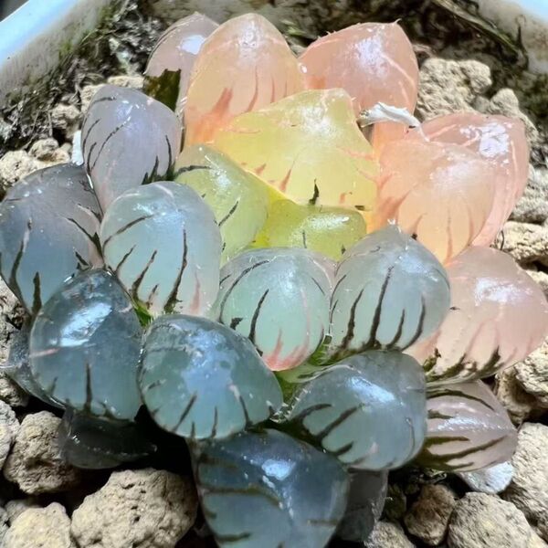 多肉植物 ハオルチア OB-1オブツーサ錦 鮮明錦 透明窓