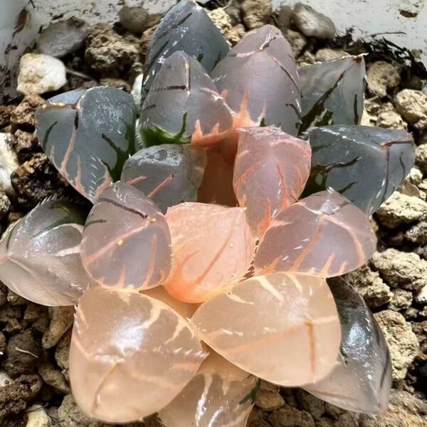 多肉植物 ハオルチア OHオブツーサ錦×赤鳥錦 糊斑 鮮明錦 特選品