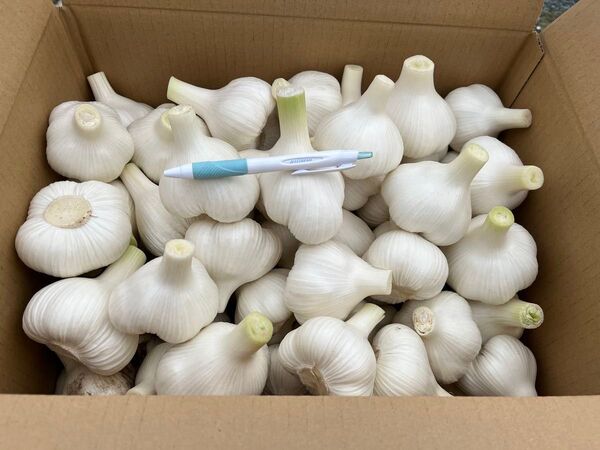 生ニンニク 福地ホワイト六片 10kg L、LLサイズ