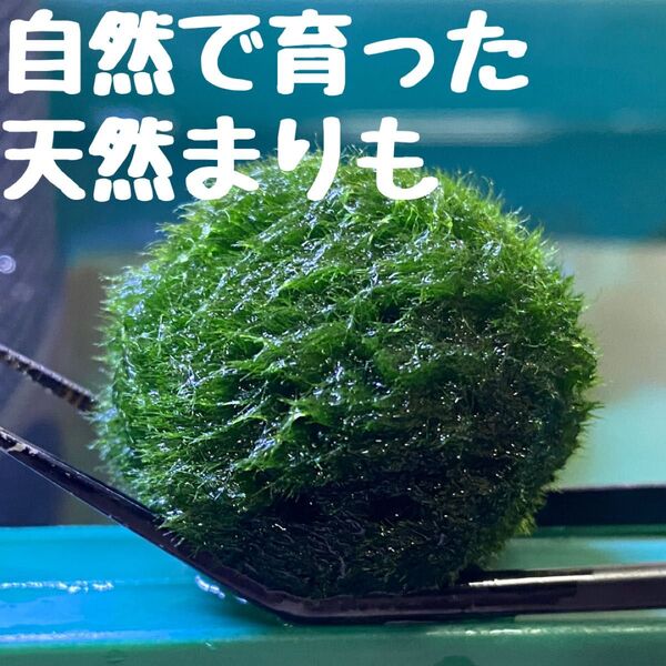天然まりも 約2.5cm〜3cm マリモ