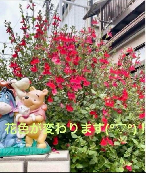 育てやすい!多年草ハーブ(*^^*)大きめチェリーセージホットリップス 抜き苗2本+補償分1本・香りが良い・花色が変わります