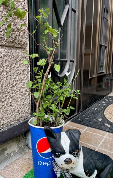 育てやすい!多年草ハーブ(*^^*)大きめチェリーセージホットリップス 抜き苗2本+補償分1本・香りが良い・花色が変わります。