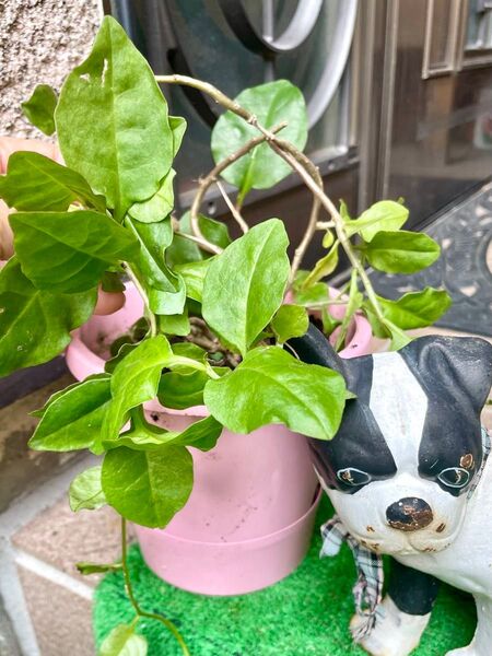 育てみませんか?おかわかめ大小の苗・長寿薬草(^-^)!5本+補償分1本の計6本・つる性・多年草・家庭菜園
