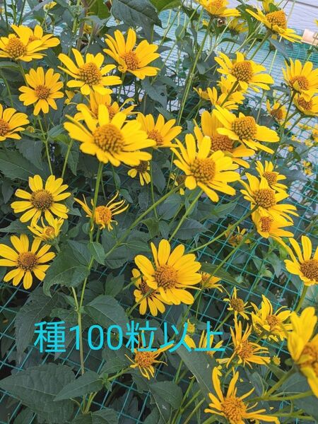 宿根 姫ひまわり キクイモモドキ 種 100粒