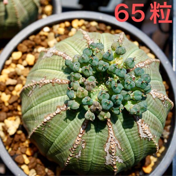 ユーフォルビア オベサ 種子 65粒 多肉植物 サボテン 実生