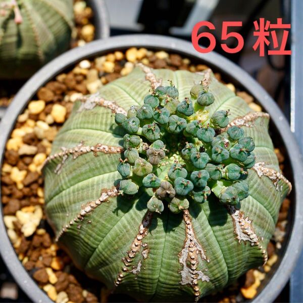 ユーフォルビア オベサ 種子 65粒 サボテン 多肉植物 ユーフォルビア