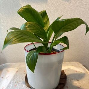 スパティフィラム 抜き苗 観葉植物
