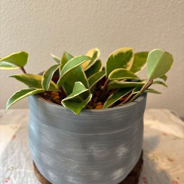 ホヤ カルノーサ 斑入り苗 観葉植物