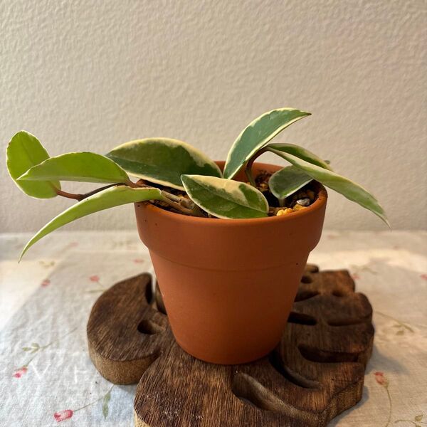 ホヤ カルノーサ 斑入り 株分子苗 観葉植物