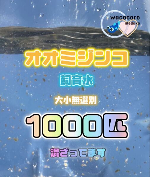 新価格★即決888円☆ オオミジンコ飼育水1000匹混ざってしまってます☆タマミジンコより培養簡単♪