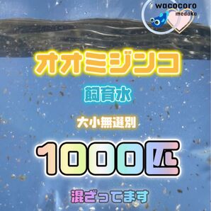 新価格★即決888円☆ オオミジンコ飼育水1000匹混ざってしまってます☆タマミジンコより培養簡単♪