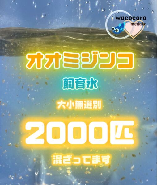 ★オオミジンコ飼育水2000匹混ざってしまってます☆偽物多い注意です!