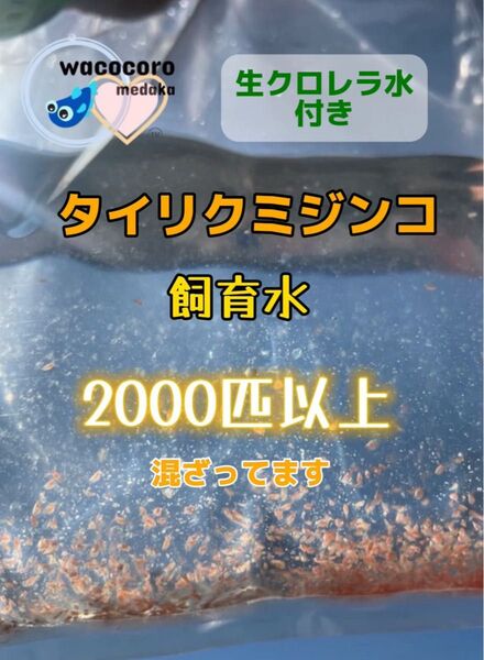 生クロレラ水付き!★即決1150円☆タイリクミジンコ飼育水2000匹以上混ざってます☆タマミジンコより培養簡単♪