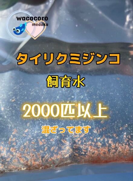 新価格★即決1000円☆タイリクミジンコ飼育水2000匹以上混ざってます☆タマミジンコより培養簡単♪