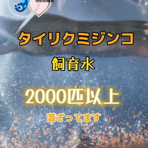 新価格★即決1000円☆タイリクミジンコ飼育水2000匹以上混ざってます☆タマミジンコより培養簡単♪