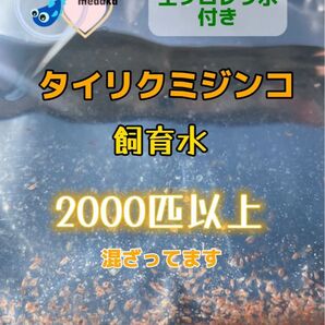 生クロレラ水付き!★即決1150円☆タイリクミジンコ飼育水2000匹以上混ざってます☆タマミジンコより培養簡単♪