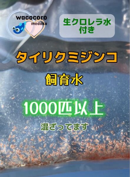 生クロレラ水付き!★即決930円☆タイリクミジンコ飼育水1000匹以上混ざってます☆タマミジンコより培養簡単♪