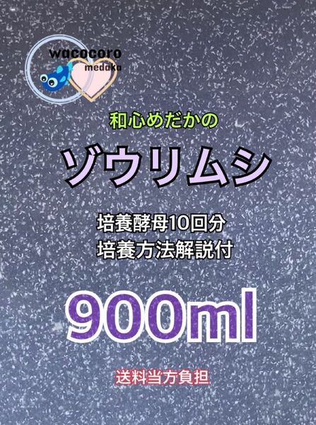 ★培養酵母10回分付き★和心めだか★こだわりのゾウリムシ900ml★めだかの針子・幼魚・ミジンコなどに最適★ネコポス発送