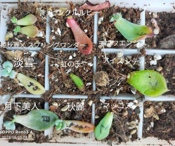 多肉植物 葉挿し