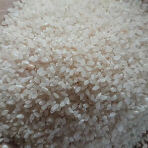 白米(令和5年産)10kg