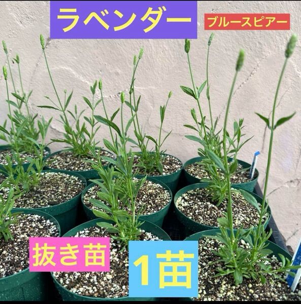 ラベンダー ブルースピアー 1苗