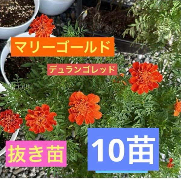 マリーゴールド フレンチマリーゴールド デュランゴレッド 抜き苗 10苗