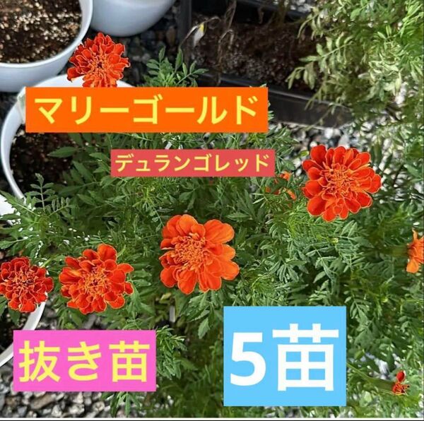 マリーゴールド フレンチマリーゴールド デュランゴレッド 抜き苗 5苗