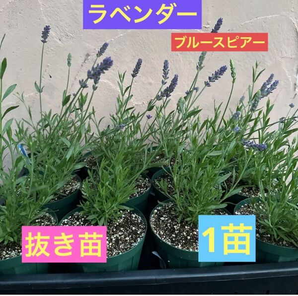 ラベンダー ブルースピアー 1苗