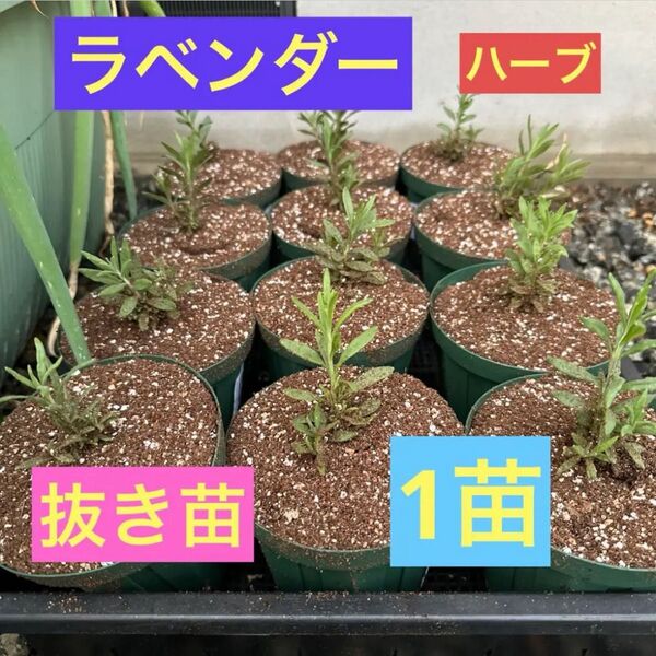 ラベンダー ハーブ 抜き苗 1苗