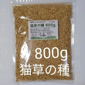 【40回分】猫草の種800g 食べられる草の種 農薬不使用 安心 毛玉ケア