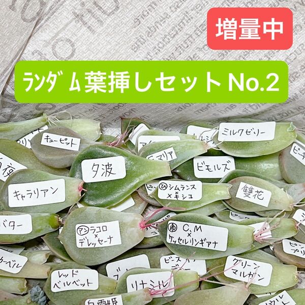 多肉植物ランダム葉挿しセットNo.2