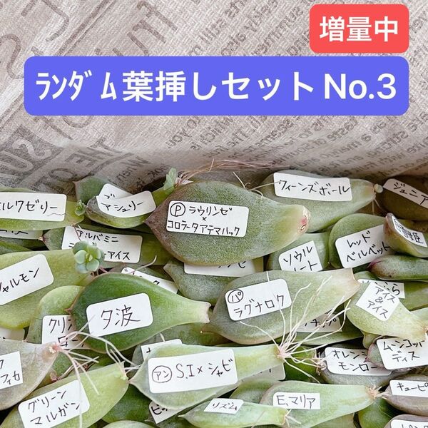多肉植物ランダム葉挿しセットNo.3