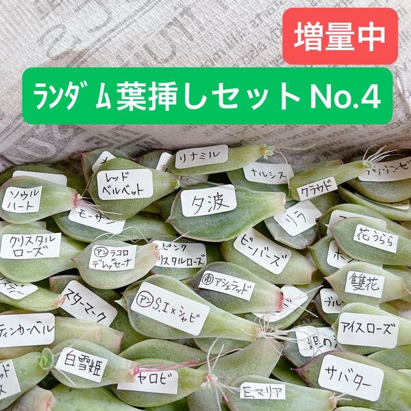多肉植物ランダム葉挿しセットNo.4