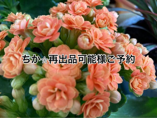 ちか☆再出品可能様ご予約 ハンドメイド スマホポーチ☆生成りに花柄 スマホケース・小物入れ・メガネ入れ