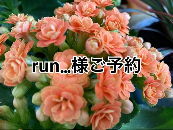 run様ご予約 ハンドメイド スマホポーチ&ネコちゃんぺたんこポーチ